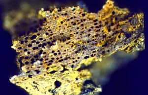 mineralisiertes Erlenholz